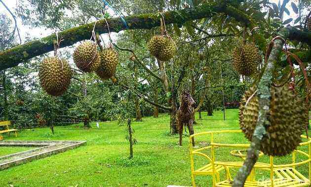 Kebun Durian Warso Farm Bogor