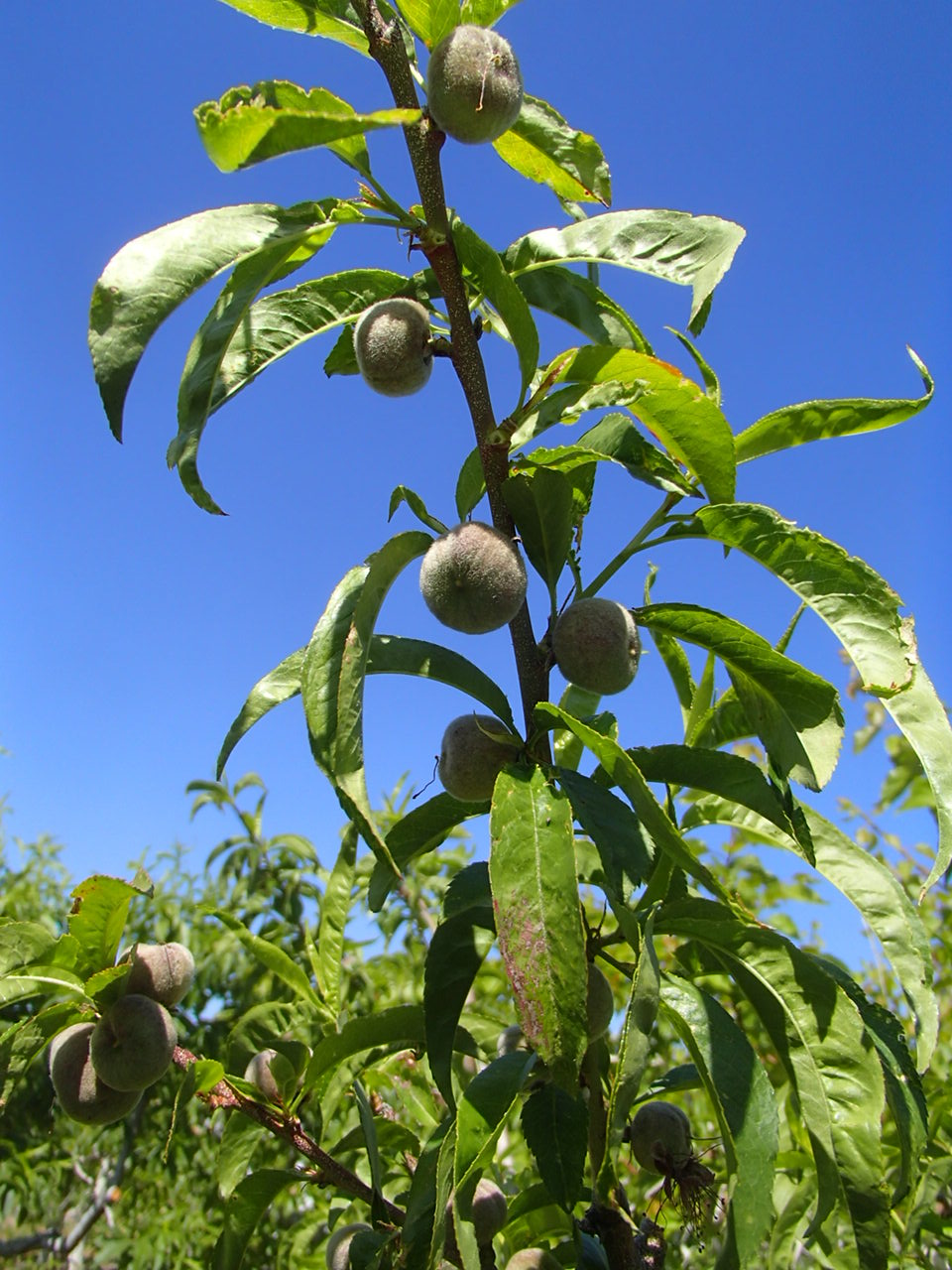 Xtremehorticulture of the Desert Thin Peaches and Nectarines