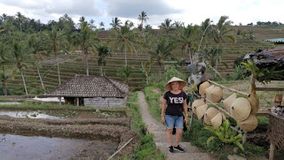 Jatiluwih Rice Terraces o Terrazas de Arroz de Jatiluwih. Isla de Bali, Indonesia.