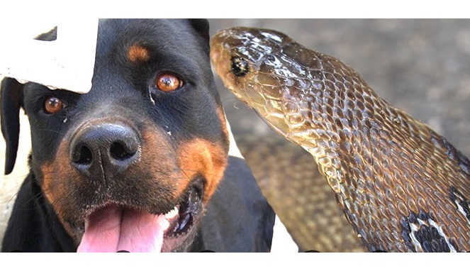 Mimpi Melihat Ular Digigit Anjing MIMPIRI