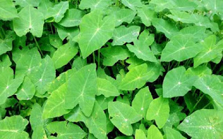 Arum spinach