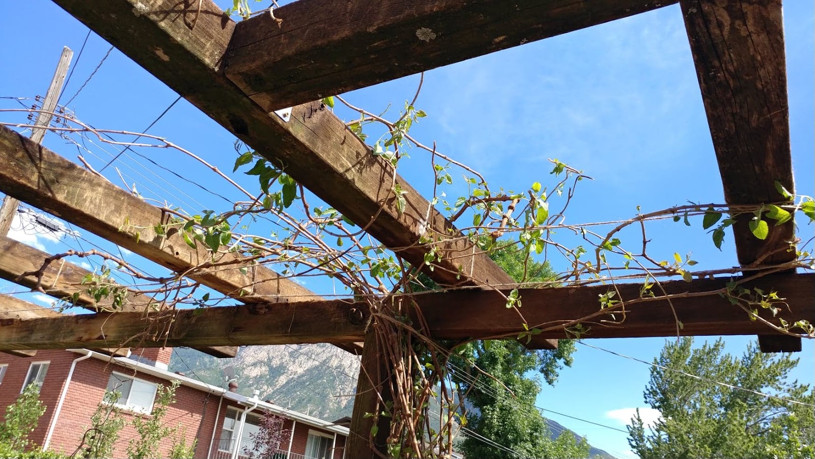 The "Secret" is Gratitude How To Train Vines In or On an Arbor with