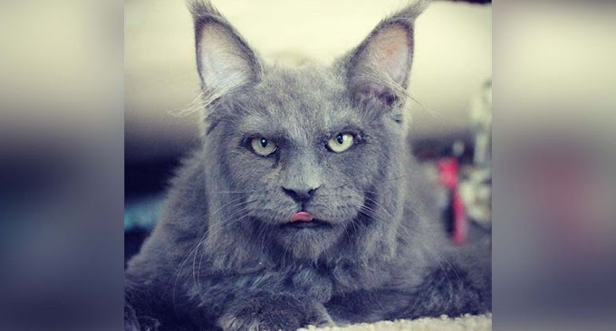 Gato con rostro humano: VIRAL