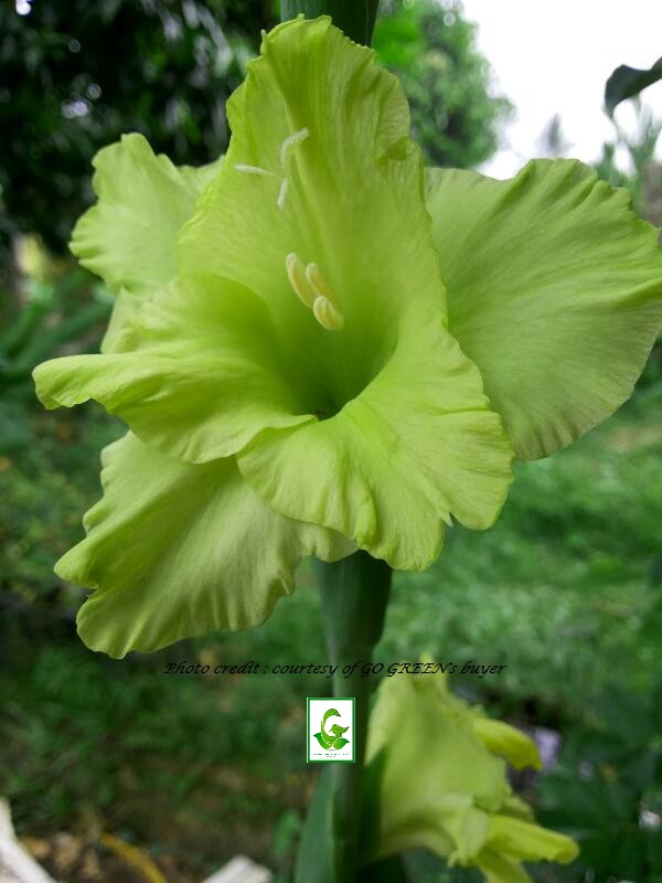 Seeds For Sale Online GLADIOLUS bulbs for sale