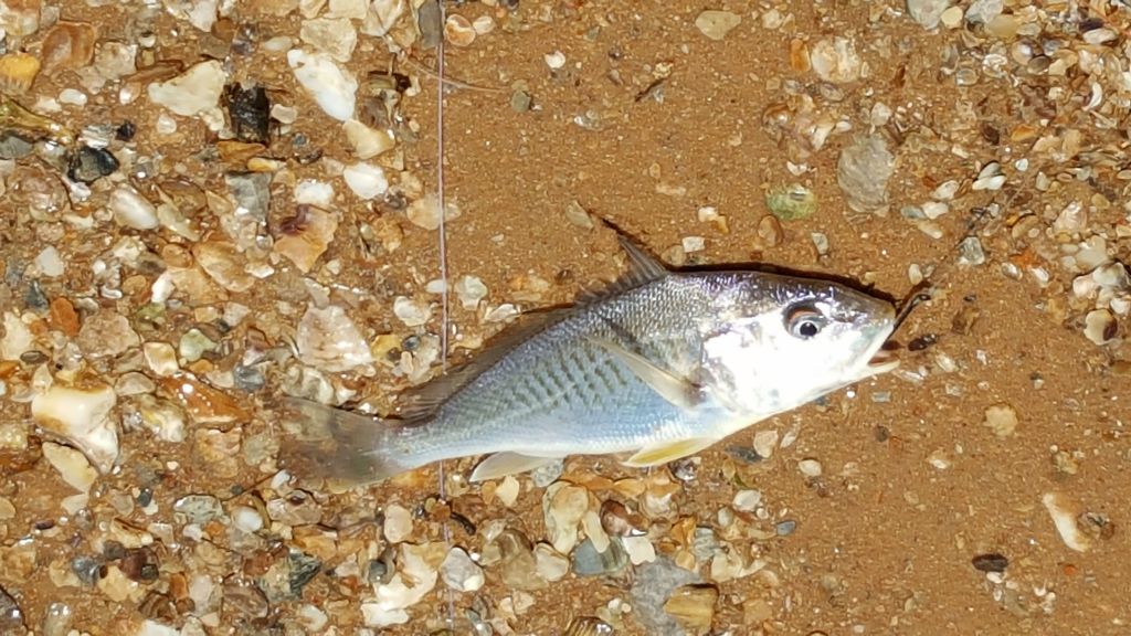 Mosquito Lagoon & Indian River Fishing Dauphin Island Fishing Derby