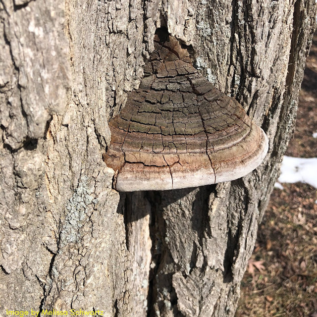 A Little Time and a Keyboard Tracing the Ravine at Beulah Park in Zion