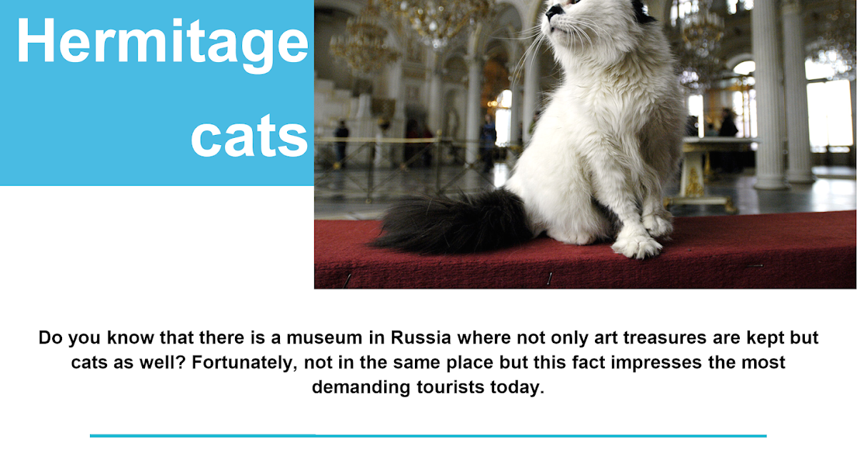 эрмики коты эрмитажа. экскурсия эрмитажных котов. коты эрмитажа. эрмитаж коты день эрмитажного кота. Hermitage cats have been officially kept.