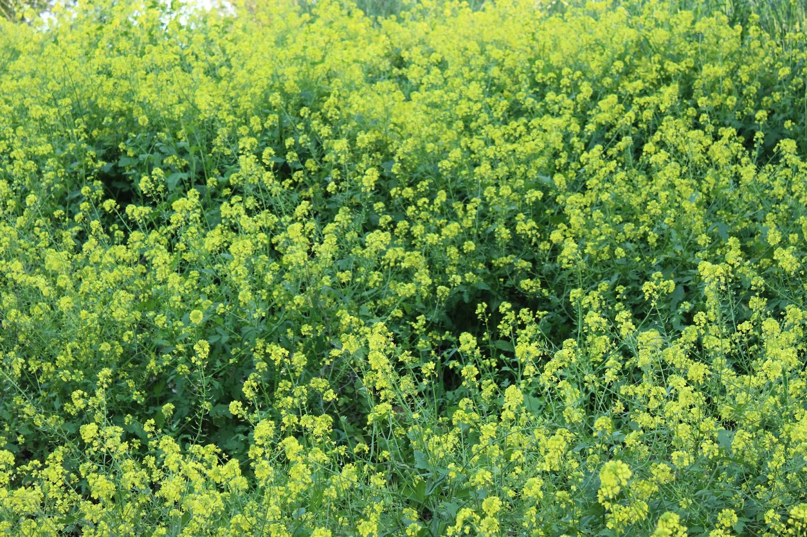 Flower Fun in Israel Blooming in March White Mustard Chardal Lavan