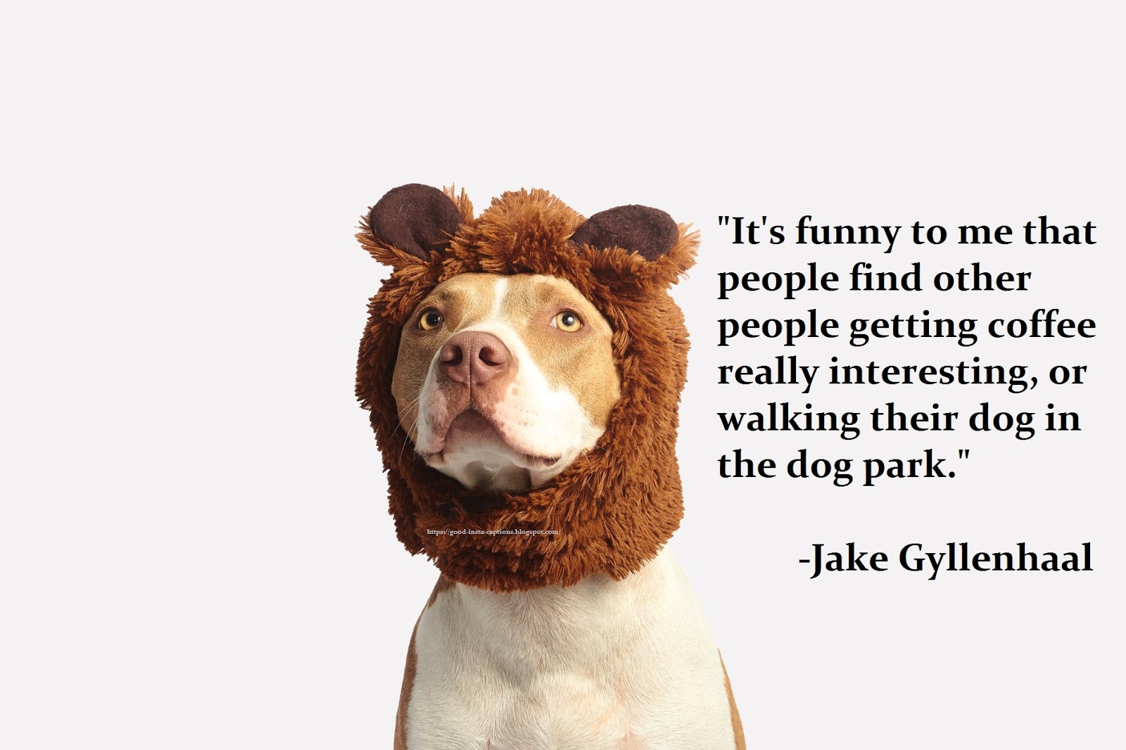 21 Best Funny Dog Quotes For Instagram Pictures