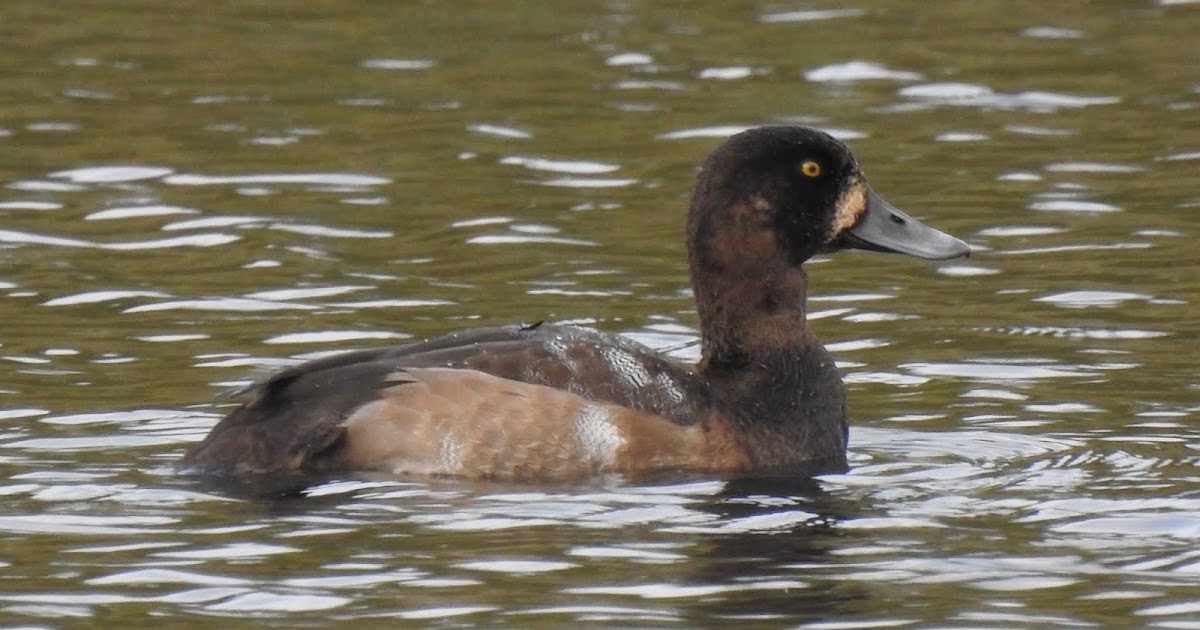 Dorset Birds: Sightings - Wednesday 23rd October 2019.