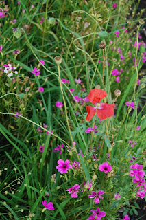 Don't spray Why you shouldn't use chemicals in your garden?