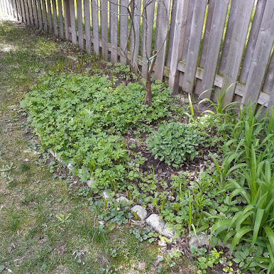 Riverdale Toronto New Garden Makeover Before by Paul Jung Gardening Services