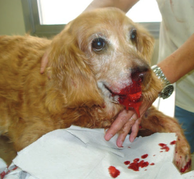 Cão com hemorragia no nariz sendo socorrido pelo dono