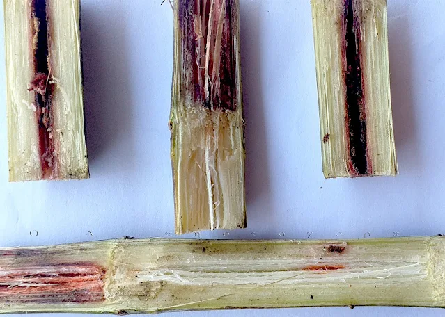 Red rot of sugarcane
