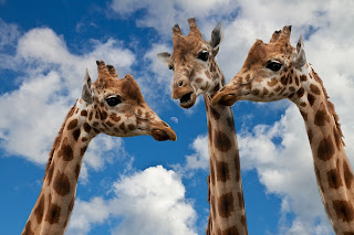 Drei Giraffen recken die Hälse zusammen vor wolkigem Himmel