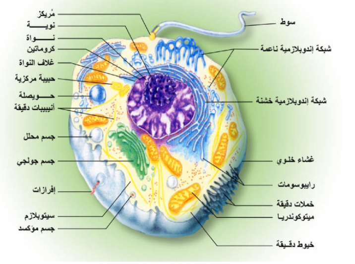 الشكل 1: نموذج الخلية الحيوانية.