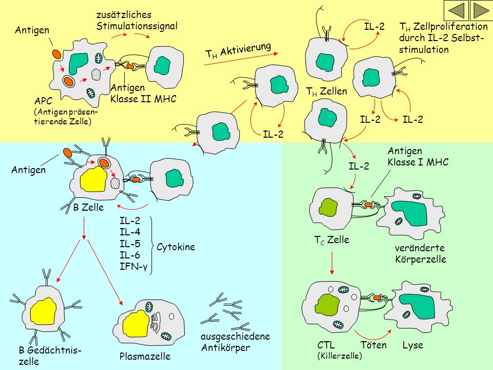 Von Staub zu Staub bist Du allergisch? Allergie und Allergene