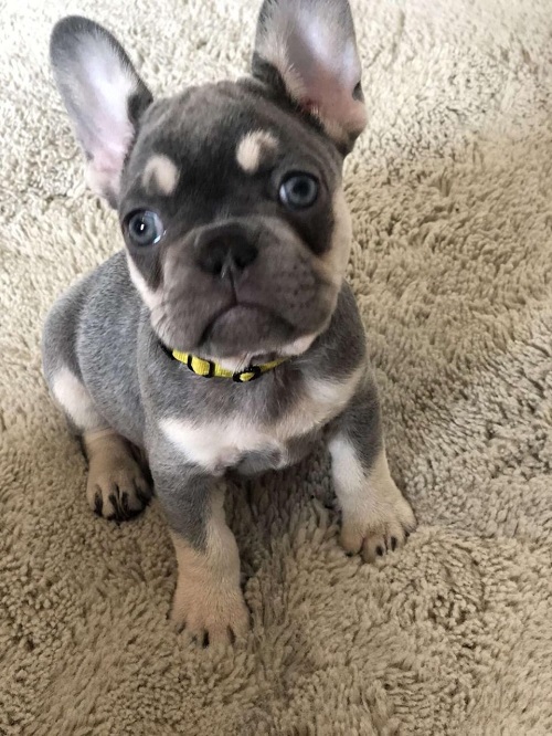Buy French Bulldog Dogs and Puppies in USA and UK