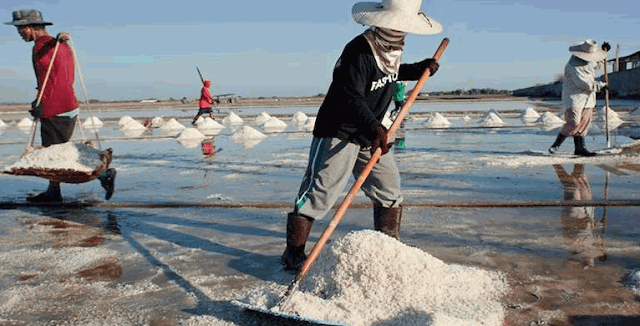 Peluang Usaha Petani Garam Harga Mahal