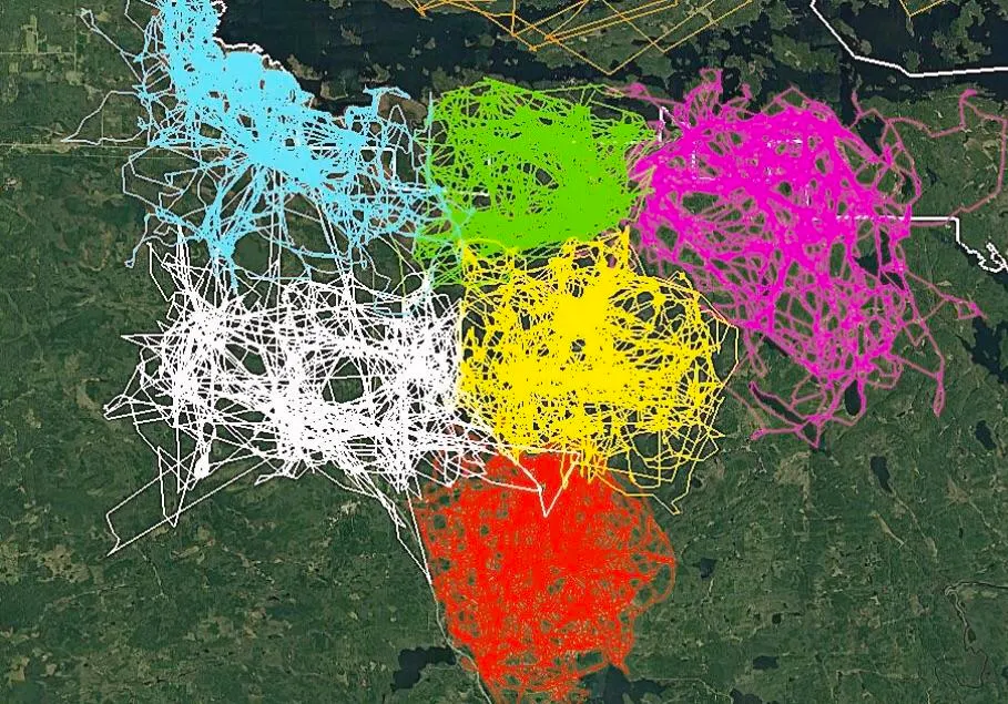 Tracking wolf pack for for years in Yoyageurs national park show how much they avoin each others range.