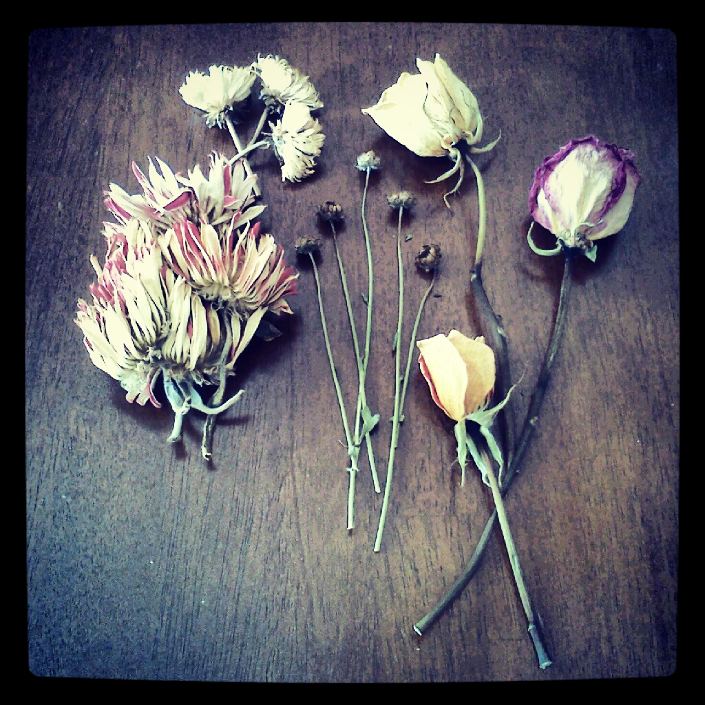 Confetti Monster Schemes Collection 7 Dried Flowers