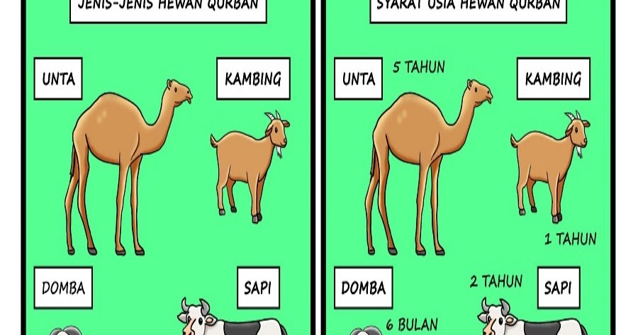 Qurban dan Aqiqah (Pengertian, Waktu, dan Ketentuan Hewan) | Materi PAI