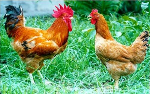 Mô hình nuôi gà thả vườn đơn giản, hiệu quả