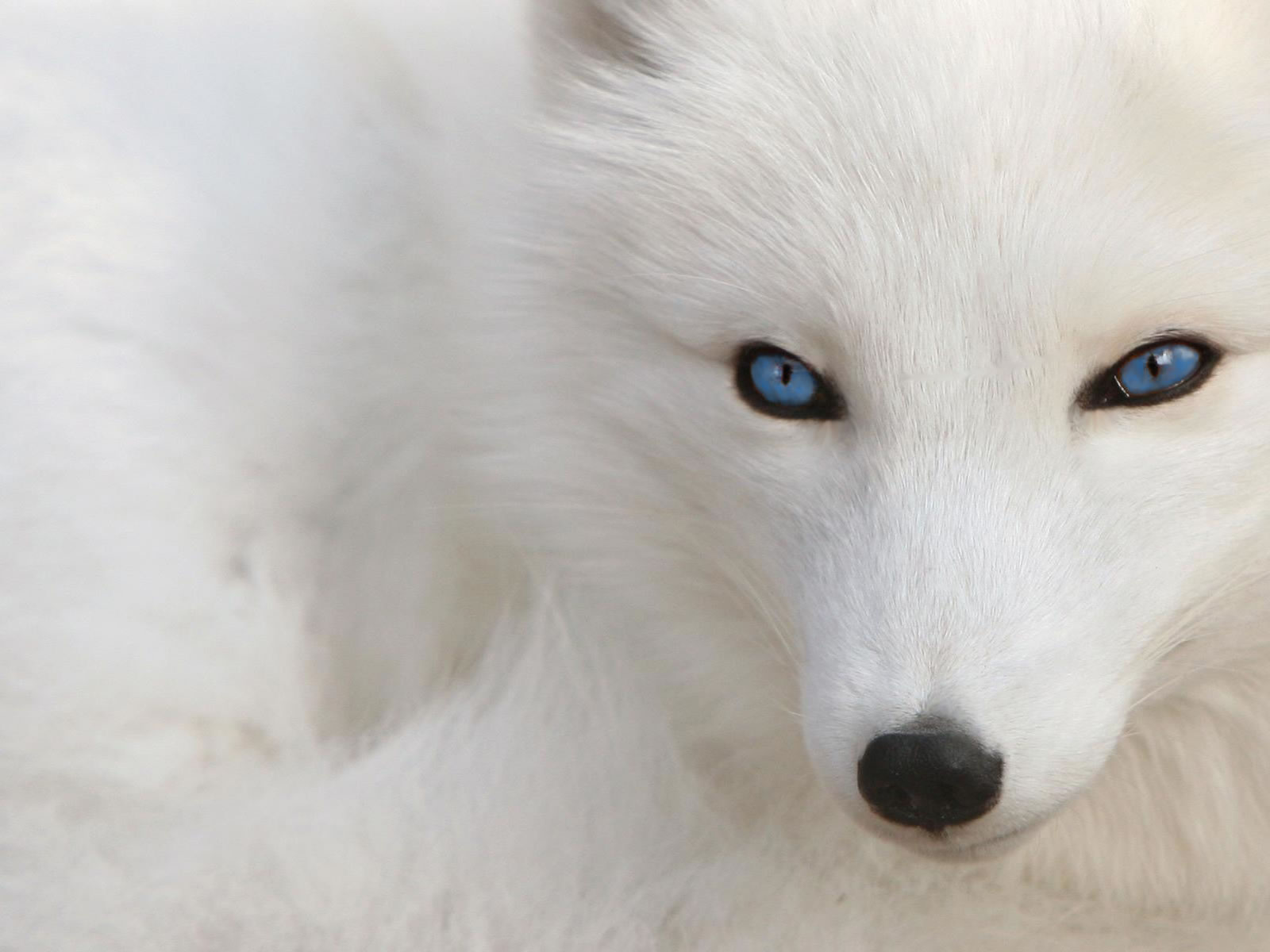 White Wolf Dog HD Wallpaper - Black and White Wallpapers HD
