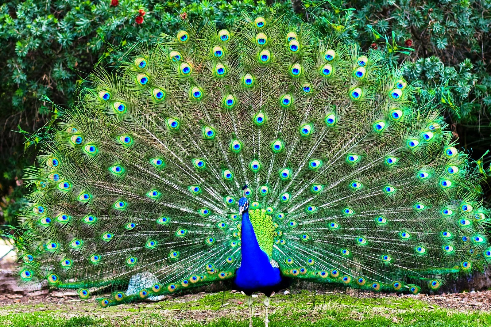  Burung  Merak Jawa Budgie Bird