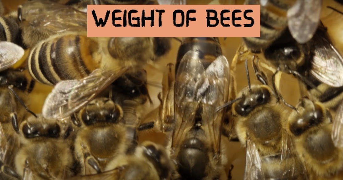 How much do bees weigh in grams?