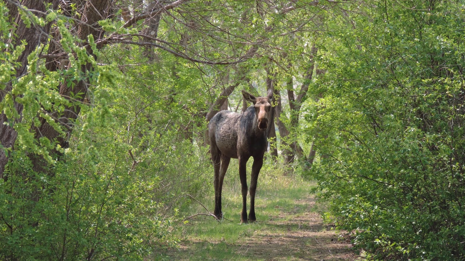 moose female loose ruth kevin travel young