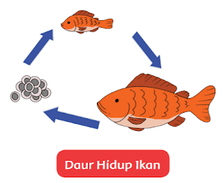 Daur Hidup Ikan www.simplenews.me