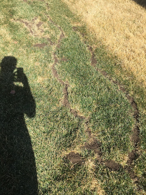 Vole Trenches in Lawn (Photos) [Backyard Neophyte Landscaping Blog]