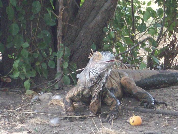 Confessions of an Animal Junkie The Accidental Rescue Org Holifield