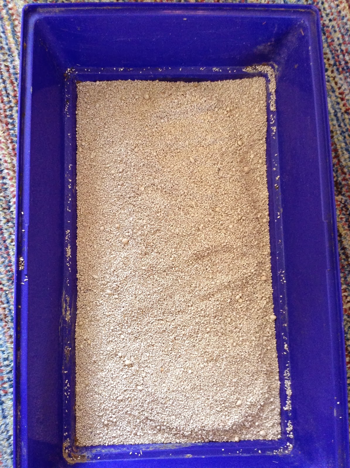 Cavy Savvy A Guinea Pig Blog Product Review Kaytee Soft Granule