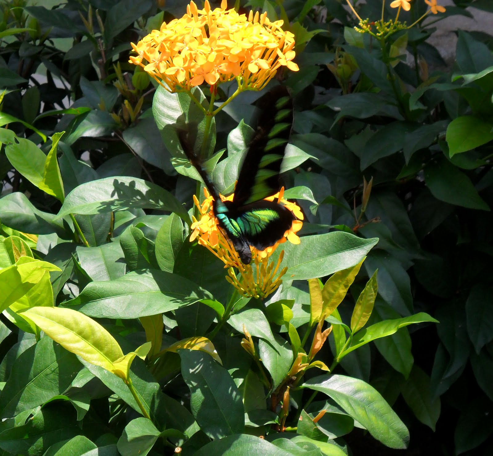 penang tourism: TAMAN RAMA-RAMA PULAU PINANG