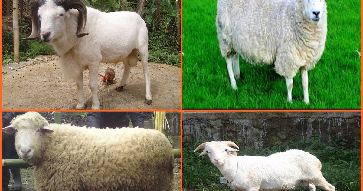 Jenis Jenis Domba Yang Populer Di Indonesia