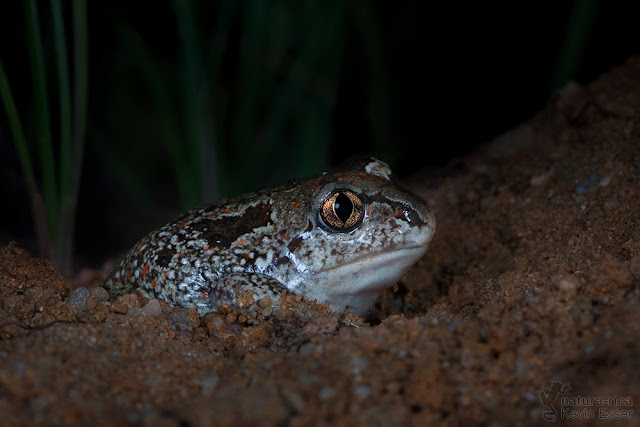 Pelobates fuscus - European Spadefoot Toad