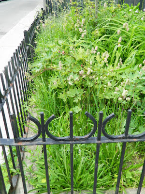 Leslieville Toronto Summer Front Garden Cleanup Before by Paul Jung Gardening Services--a Toronto Gardening Services Company Leslieville Toronto Summer Front Garden Cleanup Before by Paul Jung Gardening Services--a Toronto Gardening Services Company