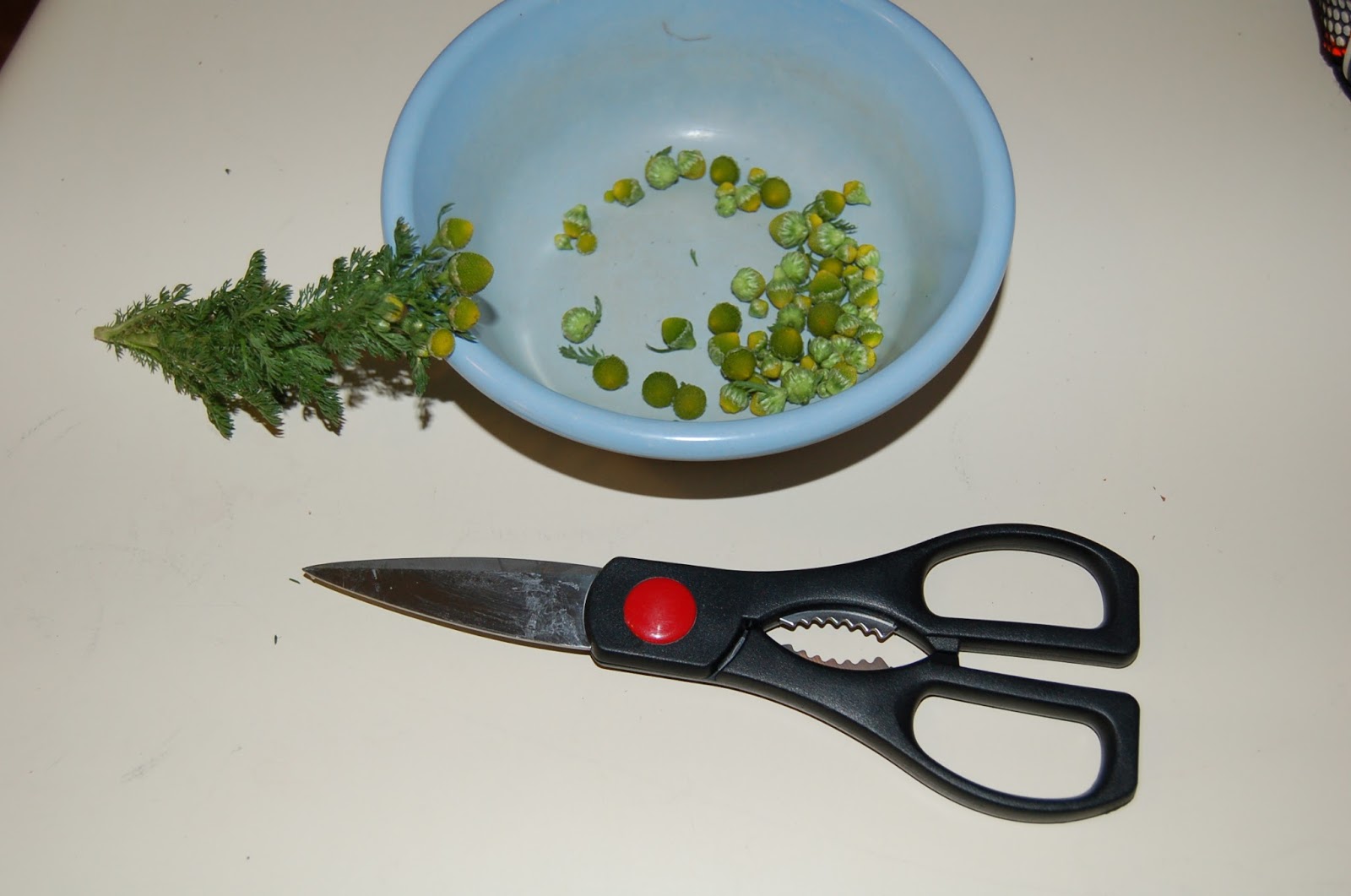 Our Little Backyard Farm Pineapple Weed Tea Herbal Tea Wild edibles