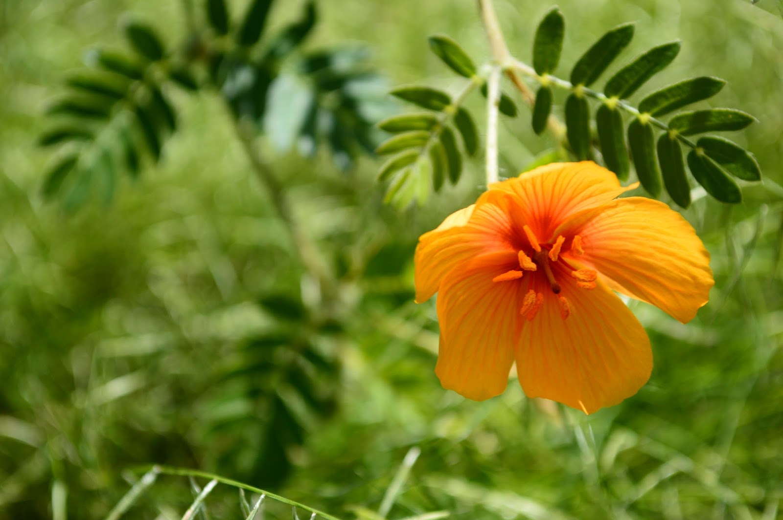 A Small, Sunny Garden Desert Poppies Flowers of Sunshine and Rain