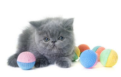 Tierno gato persa azul bebé