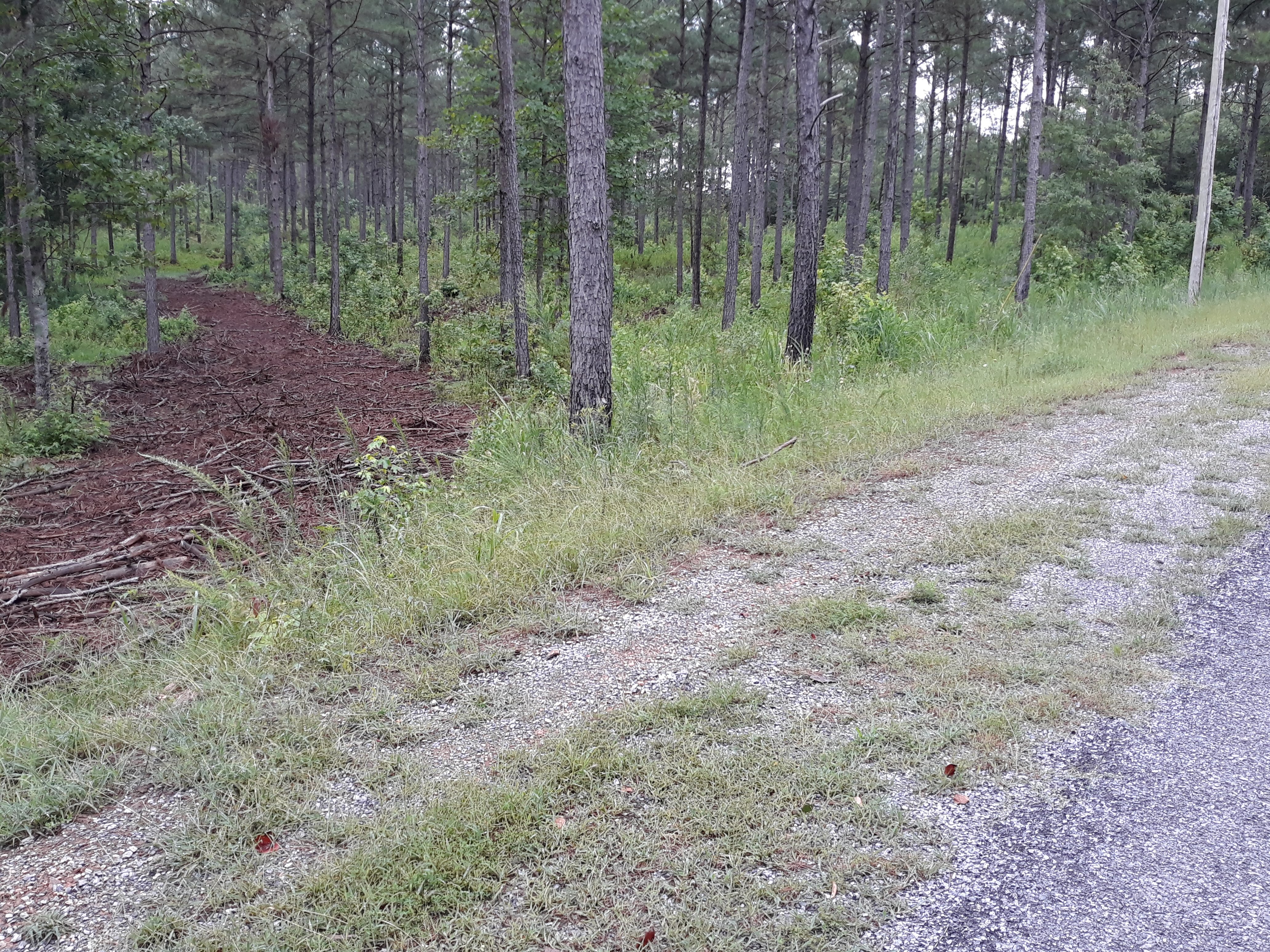 Dewberry Lands Good Forest Management