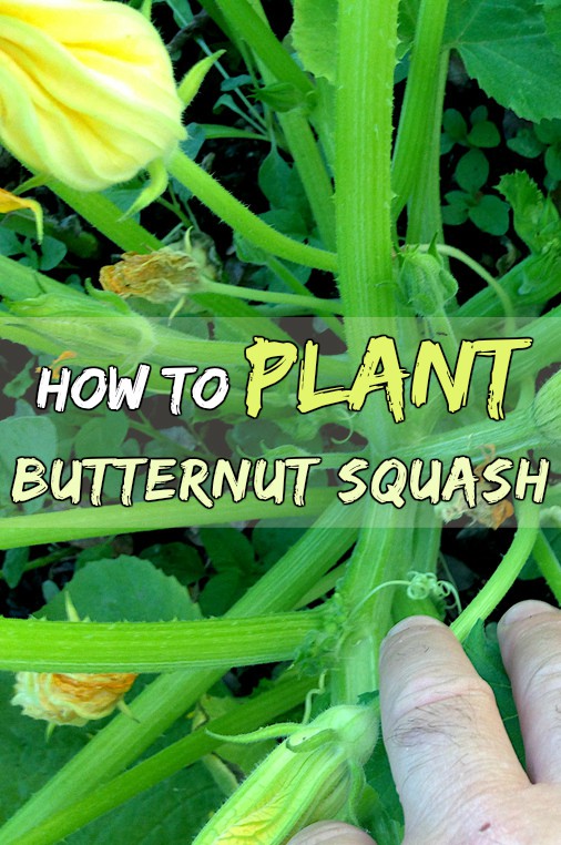 How To Plant And Grow Butternut Squash