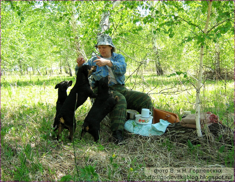 минусы охоты. логинов эксперт норных собак. Vortex razor hd. охотничьи ресурсы. промахи на охоте по кабану видео.