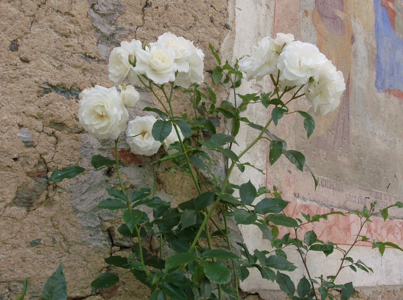 ACCHIAPPA MOSCHE LA ROSA BIANCA Di Ru 