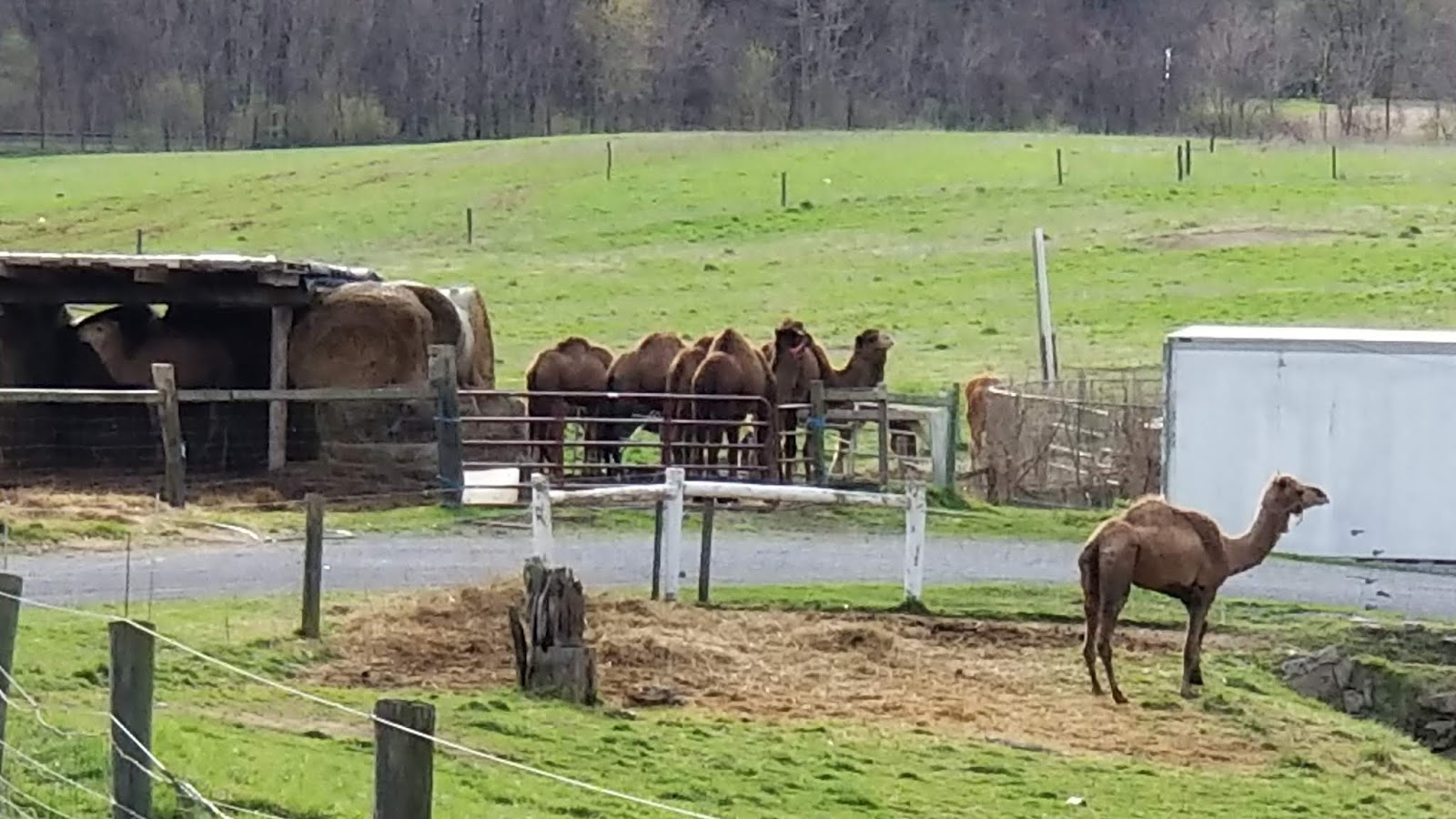 Valley Girl Views The Camels On 405 Between Watsontown Montgomery