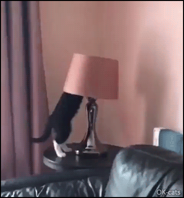 Funny Kitten GIF • Curious and clumsy kitty climbed and destroyed a beautiful lamp :( Funny Kitten GIF • Curious and clumsy kitty climbed and destroyed a beautiful lamp :(