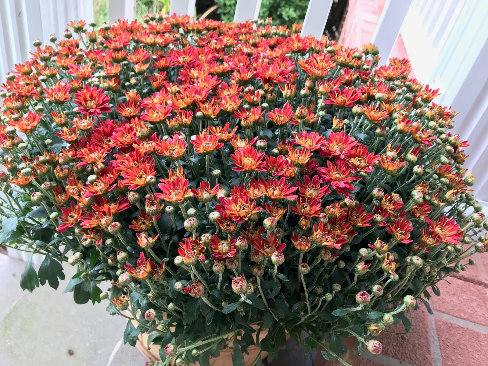 Homescape Technologies A Bushel of Mums