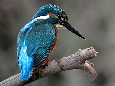 Martín pescador (Alcedo atthis)